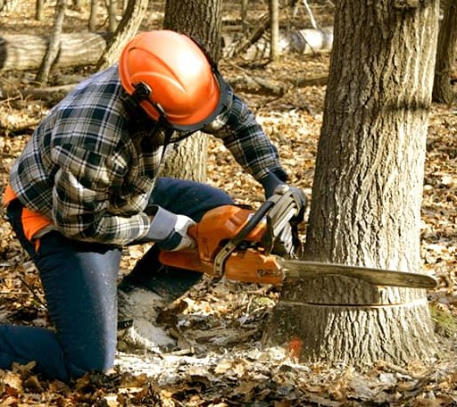 Tree Removal in Cavendish, VT